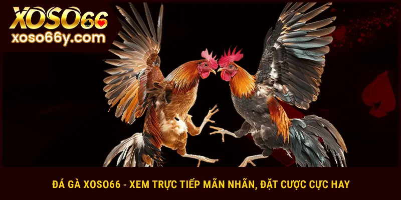 Đá gà Xoso66