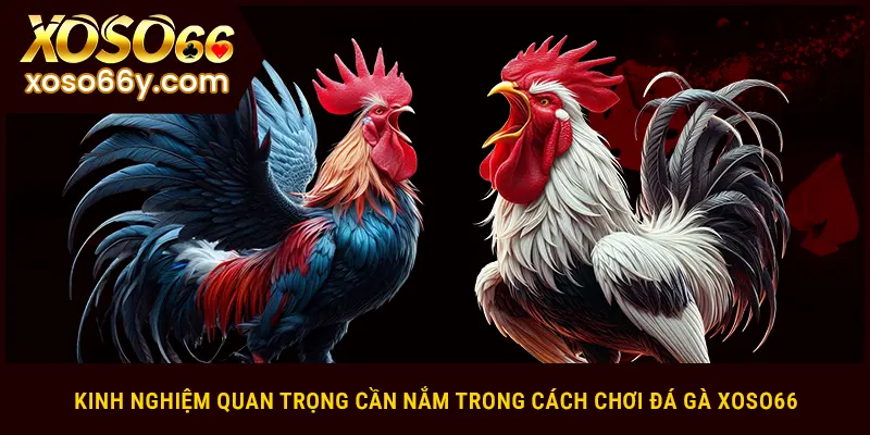 Kinh nghiệm quan trọng cần nắm trong cách chơi đá gà XOSO66
