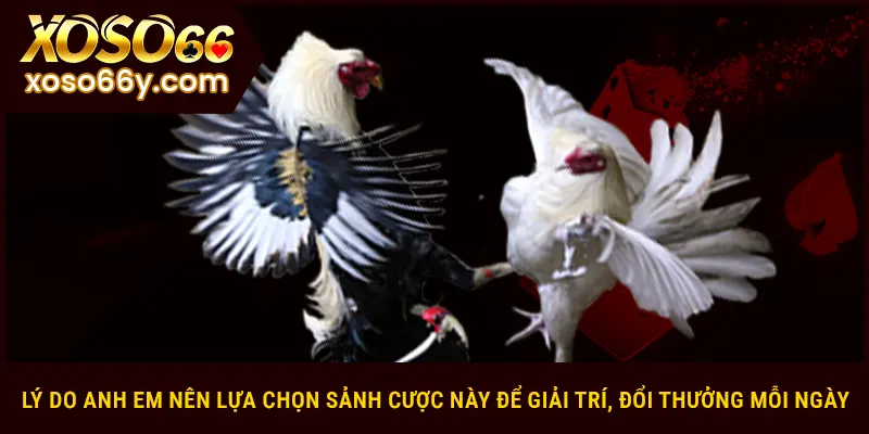 Lý do nên chọn đá gà XOSO66 để thử sức
