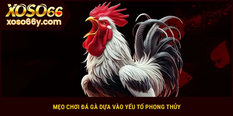 Mẹo chơi đá gà toàn thắng dựa vào yếu tố phong thủy