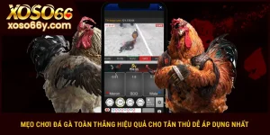 Mẹo chơi đá gà toàn thắng